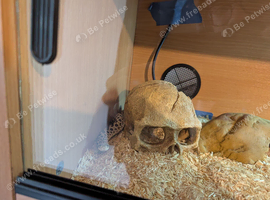 Hognose snake with vivarium