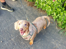 Lilac dapple dachshund