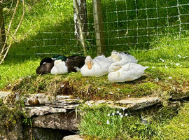 Ducks for sale