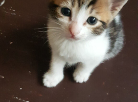 4‑week‑old kitten, ready to reserve