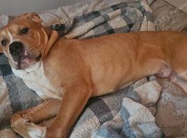 Ludo