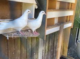 Pair of white doves