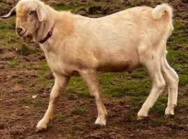 Friendly intact male goat, proven
