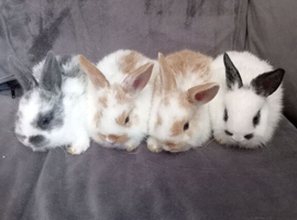 4 baby bunny's ready now