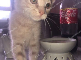 12week old kittens