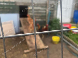 Warren Brown hens