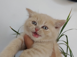Stunning Rare Cream Female BSH for Sale