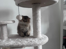 Scottish fold/persian/munchkin