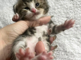 Beautiful mixed litter