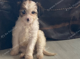 Lhasa apso cross puppies