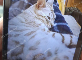 Bengal cat 2yr old