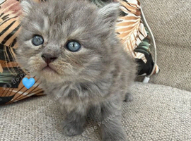 fluffy British shorthair/longhair grey kittens cross