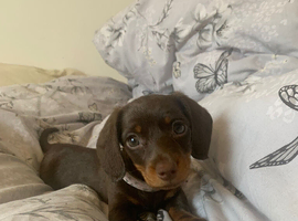 Beautiful Miniature Dachshund Puppy - Girl