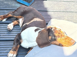8 month old miniature dachshund