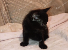 Kittens