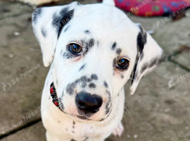 Unexpectedly re-available black spot girl Dalmatian - ready now