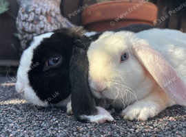 Mini Plush Lops
