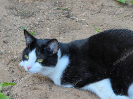 4 your cats &zwj;️ ️ for sale &pound; 35 each 4 together &pound;140