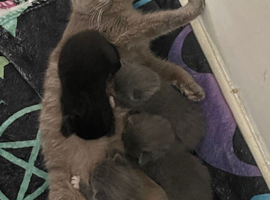 British shorthairs X Maine coon