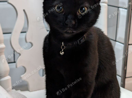 Female kitten