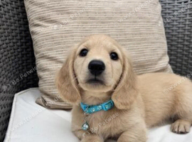 English Cream Mini Dachshun