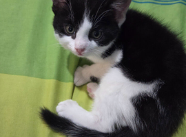 Kitten for sale