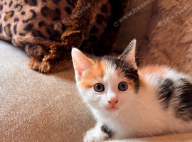 Beautiful litter of kittens️