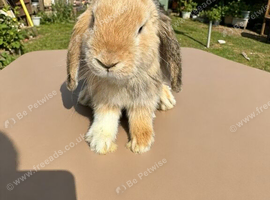 baby mini lops ready to go now