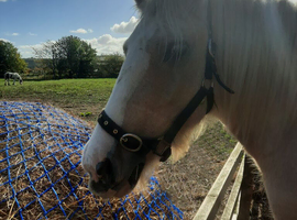 Palomino Cob