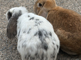 2 bonded females