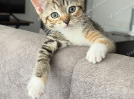 Half Breed Bengal Kittens Two Girls Left