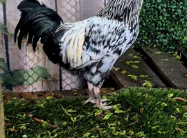 Silver Laced Wyandotte mix Roo