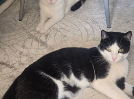 Domino male and Tiger lily female