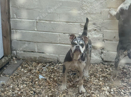 Old tyme bulldog x French bulldog