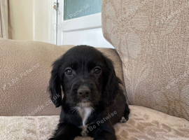 Cocker spaniel puppy&rsquo;s