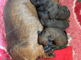Doxiepoos 2 girls 2 boys all dapple.
