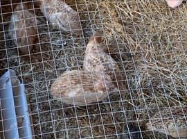 9 healthy babies