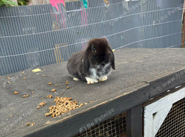 Male mini lop