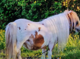 Miniature Shetland mare