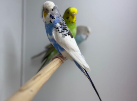 Budgies