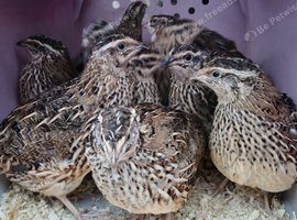 Pol female quail