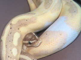 Banana ball python for sale