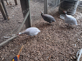 3 adult guinea fowl