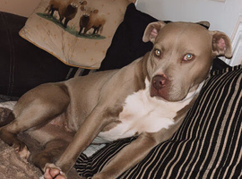 Bully breed