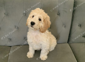 Gorgeous champagne boy Cockapoo puppy
