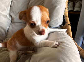 Adorable Chihuahua Female Puppy for Sale