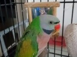 Red breasted