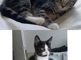 Two Beautiful kittens