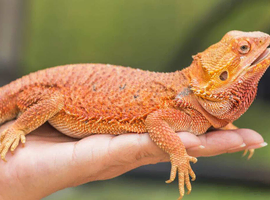 BEARDED DRAGON sub adult/adult wanted