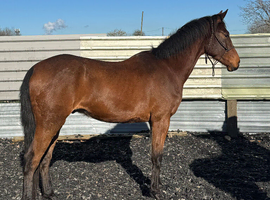 AES reg sports horse eligible for reg as pre fusion